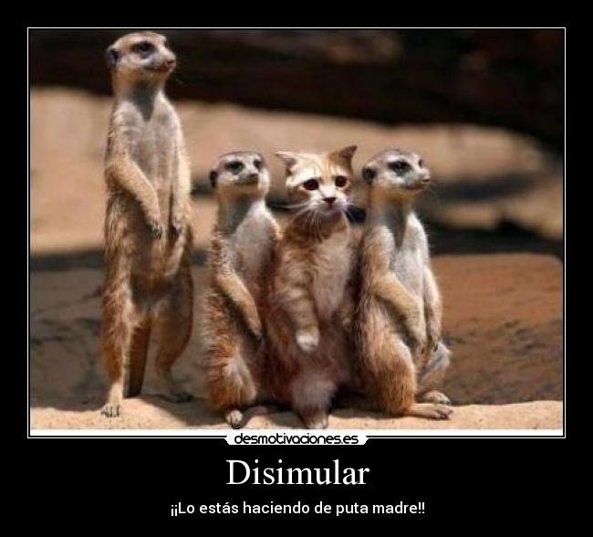 Disimular -