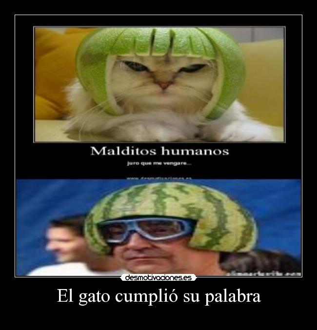 carteles gato desmotivaciones