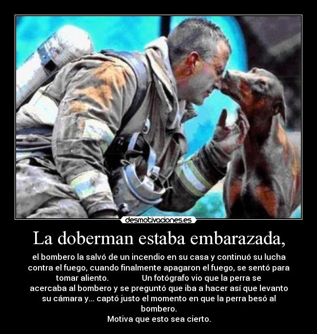 La doberman estaba embarazada, - el bombero la salvó de un incendio en su casa y continuó su lucha
contra el fuego, cuando finalmente apagaron el fuego, se sentó para
tomar aliento. Un fotógrafo vio que la perra se
acercaba al bombero y se preguntó que iba a hacer así que levanto
su cámara y... captó justo el momento en que la perra besó al
bombero.
Motiva que esto sea cierto.