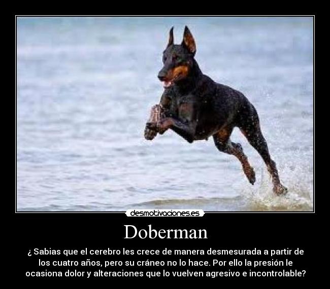 Doberman - ¿ Sabias que el cerebro les crece de manera desmesurada a partir de
los cuatro años, pero su cráneo no lo hace. Por ello la presión le
ocasiona dolor y alteraciones que lo vuelven agresivo e incontrolable?