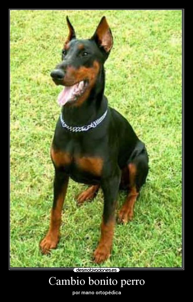 Cambio bonito perro - por mano ortopédica