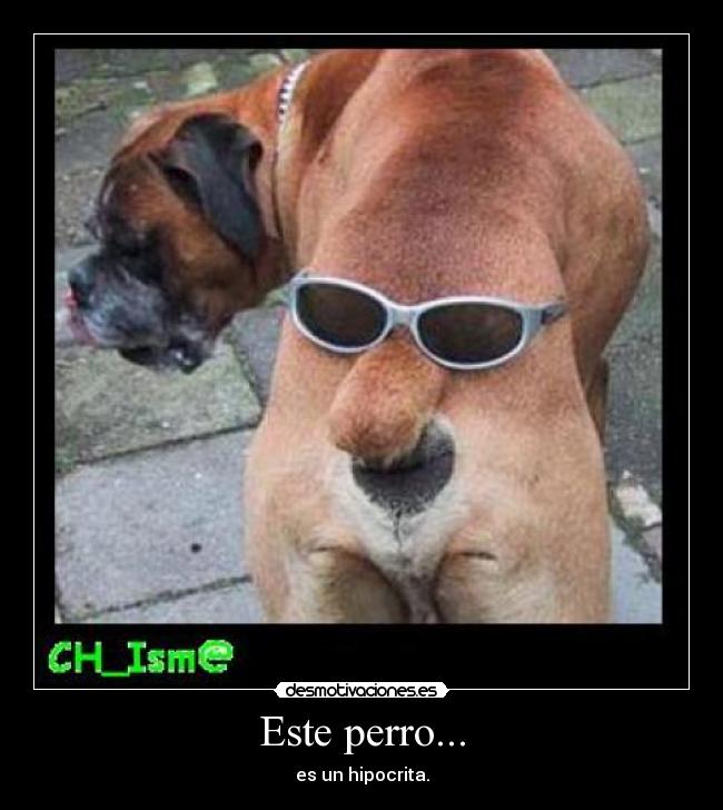 Este perro... - 