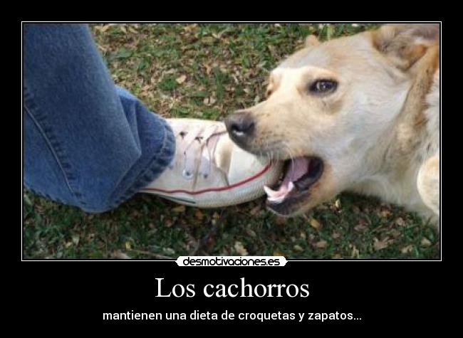 Los cachorros - mantienen una dieta de croquetas y zapatos...