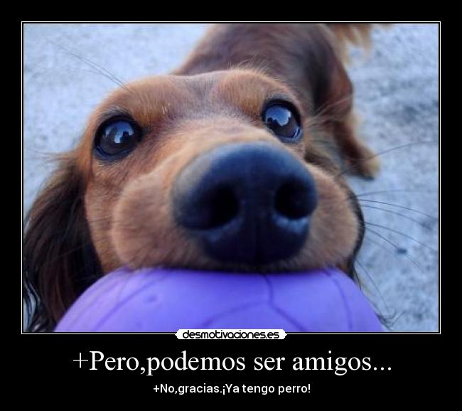 +Pero,podemos ser amigos... - +No,gracias.¡Ya tengo perro!