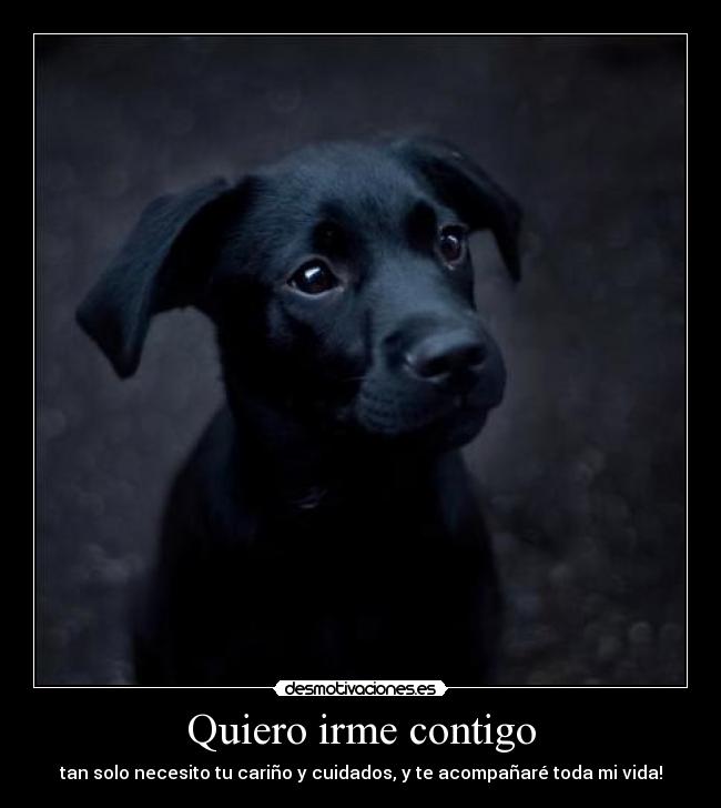 Quiero irme contigo - tan solo necesito tu cariño y cuidados, y te acompañaré toda mi vida!