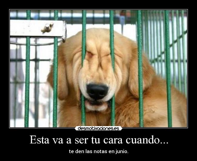 Esta va a ser tu cara cuando... - te den las notas en junio.