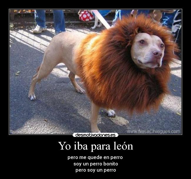 Yo iba para león -