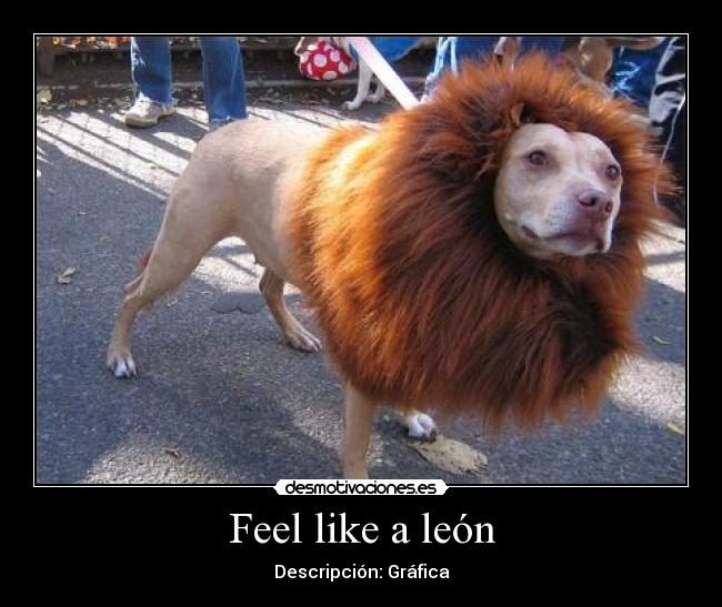 Feel like a león - 