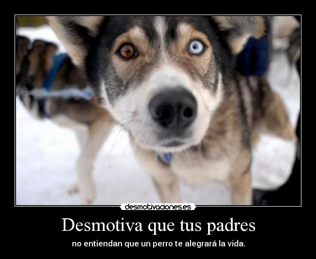 carteles padres perro padres desmotiva vida desmotivaciones