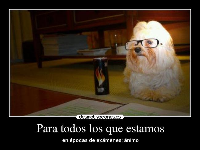 carteles perro desmotivaciones