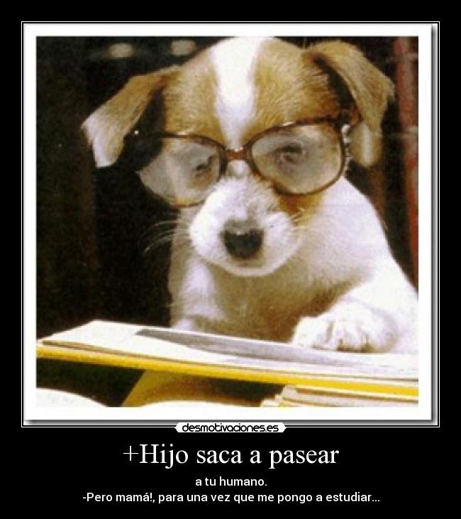 +Hijo saca a pasear - a tu humano.
-Pero mamá!, para una vez que me pongo a estudiar...