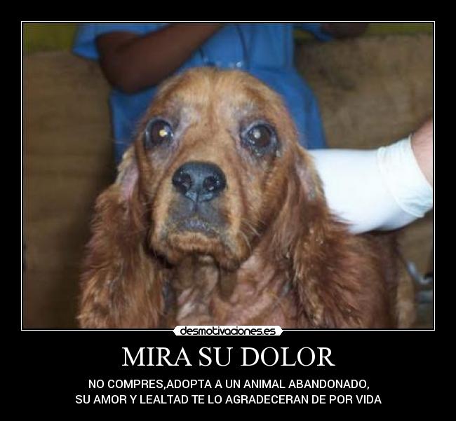 MIRA SU DOLOR -