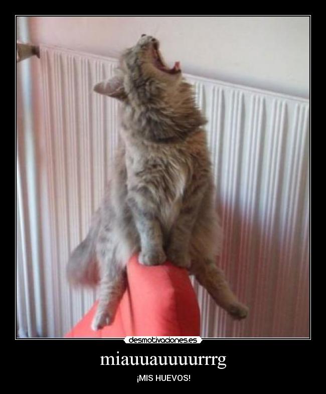 miauuauuuurrrg - ¡MIS HUEVOS!