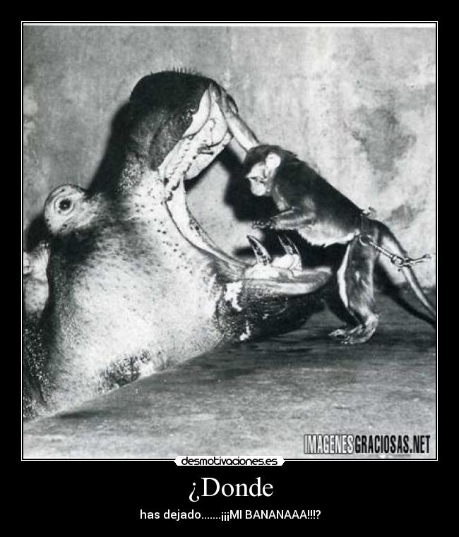 ¿Donde - has dejado.......¡¡¡MI BANANAAA!!!?