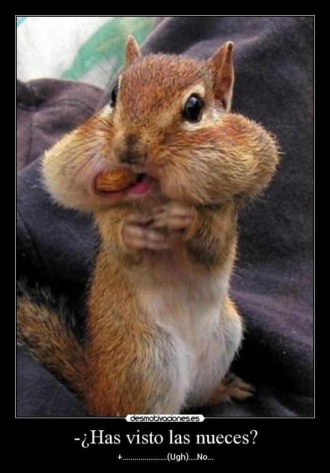 -¿Has visto las nueces? -