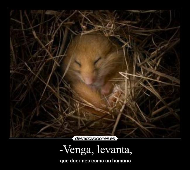 -Venga, levanta, -