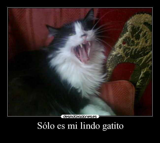 Sólo es mi lindo gatito -
