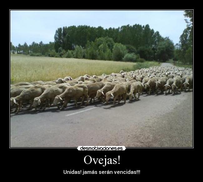 Ovejas! - Unidas! jamás serán vencidas!!!