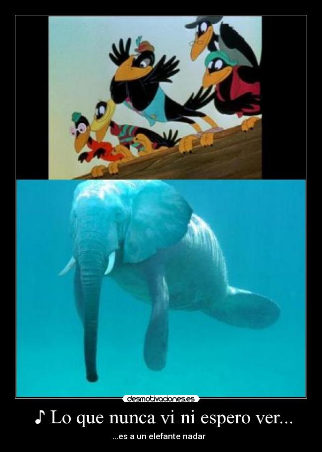 carteles que nunca espero ver elefante nadar pajaros dumbo desmotivaciones