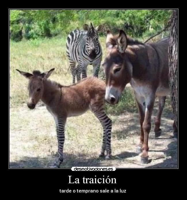 La traición  - tarde o temprano sale a la luz 