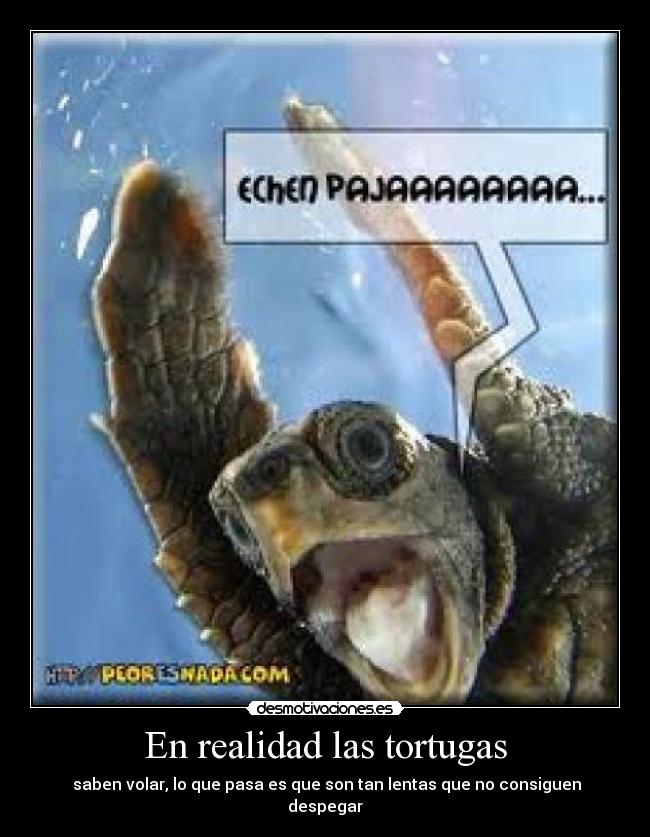 En realidad las tortugas -
