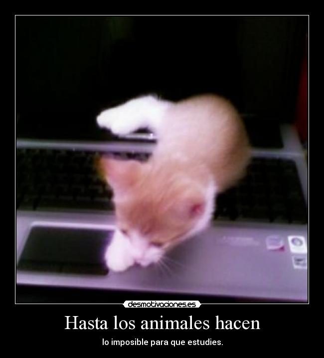 carteles animales desmotivaciones