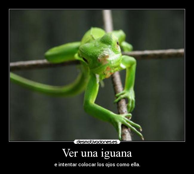 carteles ojos iguana desmotivaciones