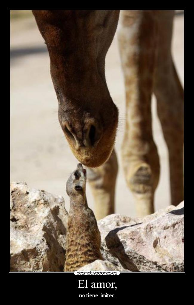El amor, - no tiene limites.