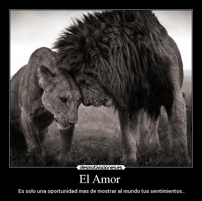 El Amor -