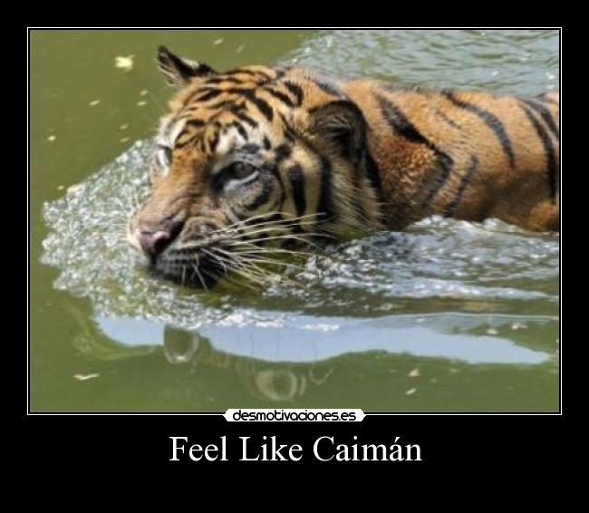 Feel Like Caimán - 