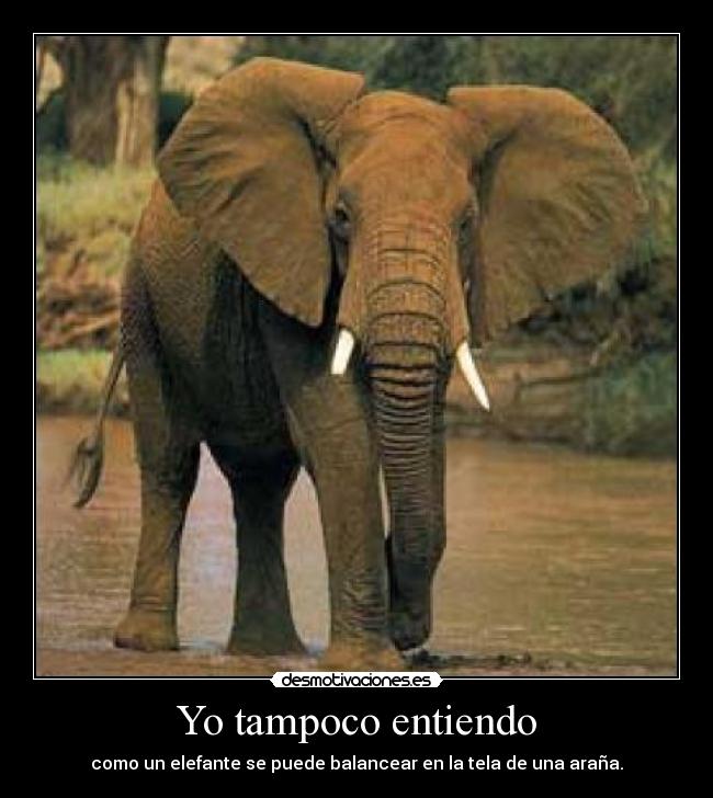 Yo tampoco entiendo -