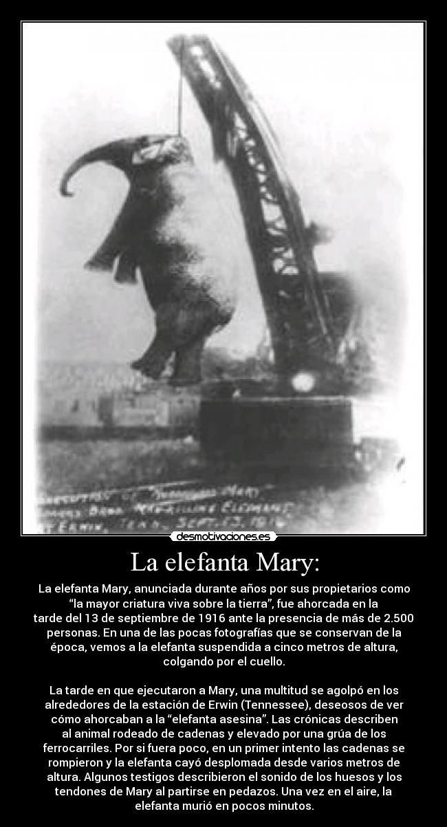 La elefanta Mary: - La elefanta Mary, anunciada durante años por sus propietarios como
“la mayor criatura viva sobre la tierra”, fue ahorcada en la
tarde del 13 de septiembre de 1916 ante la presencia de más de 2.500
personas. En una de las pocas fotografías que se conservan de la
época, vemos a la elefanta suspendida a cinco metros de altura,
colgando por el cuello.

La tarde en que ejecutaron a Mary, una multitud se agolpó en los
alrededores de la estación de Erwin (Tennessee), deseosos de ver
cómo ahorcaban a la “elefanta asesina”. Las crónicas describen
al animal rodeado de cadenas y elevado por una grúa de los
ferrocarriles. Por si fuera poco, en un primer intento las cadenas se
rompieron y la elefanta cayó desplomada desde varios metros de
altura. Algunos testigos describieron el sonido de los huesos y los
tendones de Mary al partirse en pedazos. Una vez en el aire, la
elefanta murió en pocos minutos.