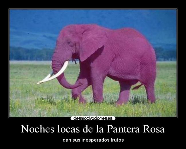 Noches locas de la Pantera Rosa - dan sus inesperados frutos