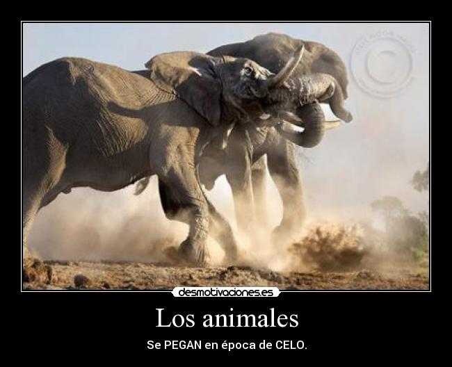 Los animales - Se PEGAN en época de CELO.