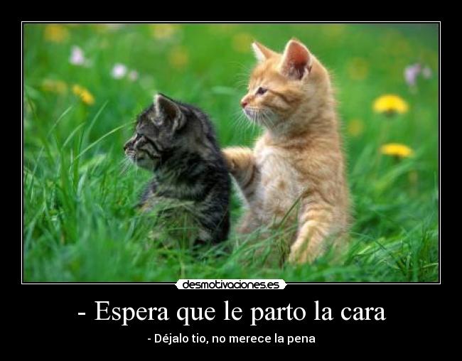 carteles gatos desmotivaciones
