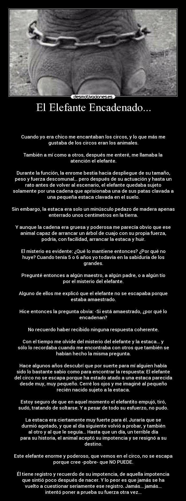 El Elefante Encadenado... -
Cuando yo era chico me encantaban los circos, y lo que más me
gustaba de los circos eran los animales.
También a mí como a otros, después me enteré, me llamaba la
atención el elefante.
Durante la función, la enrome bestia hacia despliegue de su tamaño,
peso y fuerza descomunal... pero después de su actuación y hasta un
rato antes de volver al escenario, el elefante quedaba sujeto
solamente por una cadena que aprisionaba una de sus patas clavada a
una pequeña estaca clavada en el suelo.
Sin embargo, la estaca era solo un minúsculo pedazo de madera apenas
enterrado unos centímetros en la tierra.
Y aunque la cadena era gruesa y poderosa me parecía obvio que ese
animal capaz de arrancar un árbol de cuajo con su propia fuerza,
podría, con facilidad, arrancar la estaca y huir.
El misterio es evidente: ¿Qué lo mantiene entonces? ¿Por qué no
huye? Cuando tenía 5 o 6 años yo todavía en la sabiduría de los
grandes.
Pregunté entonces a algún maestro, a algún padre, o a algún tío
por el misterio del elefante.
Alguno de ellos me explicó que el elefante no se escapaba porque
estaba amaestrado.
Hice entonces la pregunta obvia: -Si está amaestrado, ¿por qué lo
encadenan?
No recuerdo haber recibido ninguna respuesta coherente.
Con el tiempo me olvide del misterio del elefante y la estaca... y
sólo lo recordaba cuando me encontraba con otros que también se
habían hecho la misma pregunta.
Hace algunos años descubrí que por suerte para mí alguien había
sido lo bastante sabio como para encontrar la respuesta: El elefante
del circo no se escapa porque ha estado atado a una estaca parecida
desde muy, muy pequeño. Cerré los ojos y me imaginé al pequeño
recién nacido sujeto a la estaca.
Estoy seguro de que en aquel momento el elefantito empujó, tiró,
sudó, tratando de soltarse. Y a pesar de todo su esfuerzo, no pudo.
La estaca era ciertamente muy fuerte para él. Juraría que se
durmió agotado, y que al día siguiente volvió a probar, y también
al otro y al que le seguía... Hasta que un día, un terrible día
para su historia, el animal aceptó su impotencia y se resignó a su
destino.
Este elefante enorme y poderoso, que vemos en el circo, no se escapa
porque cree -pobre- que NO PUEDE.
Él tiene registro y recuerdo de su impotencia, de aquella impotencia
que sintió poco después de nacer. Y lo peor es que jamás se ha
vuelto a cuestionar seriamente ese registro. Jamás... jamás...
intentó poner a prueba su fuerza otra vez...