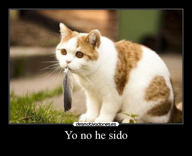 Yo no he sido -