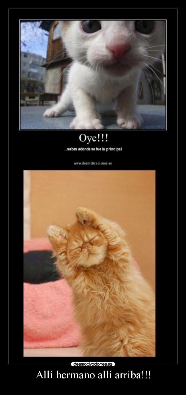 Allí hermano allí arriba!!! - 