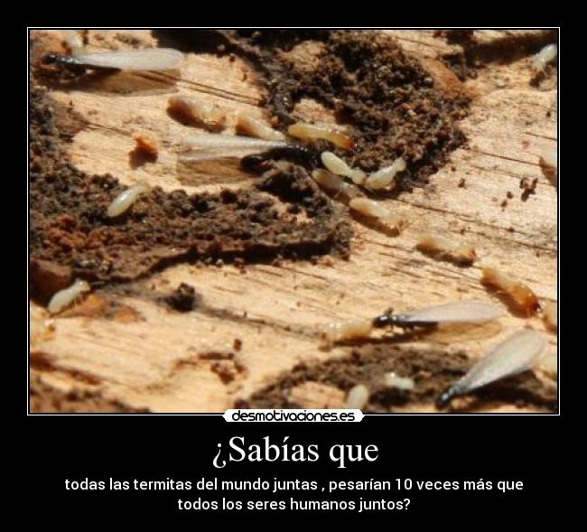 ¿Sabías que - todas las termitas del mundo juntas , pesarían 10 veces más que
todos los seres humanos juntos?