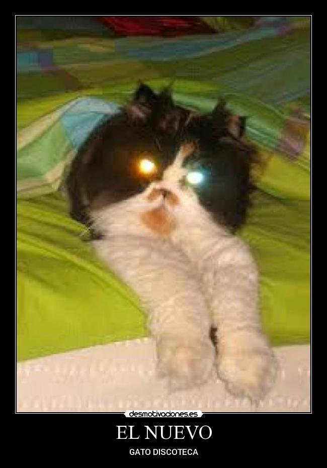 EL NUEVO - GATO DISCOTECA