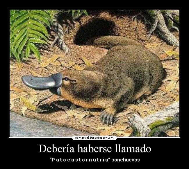 Debería haberse llamado - 