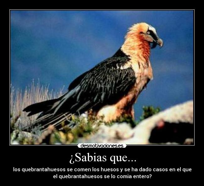 ¿Sabias que... - 
