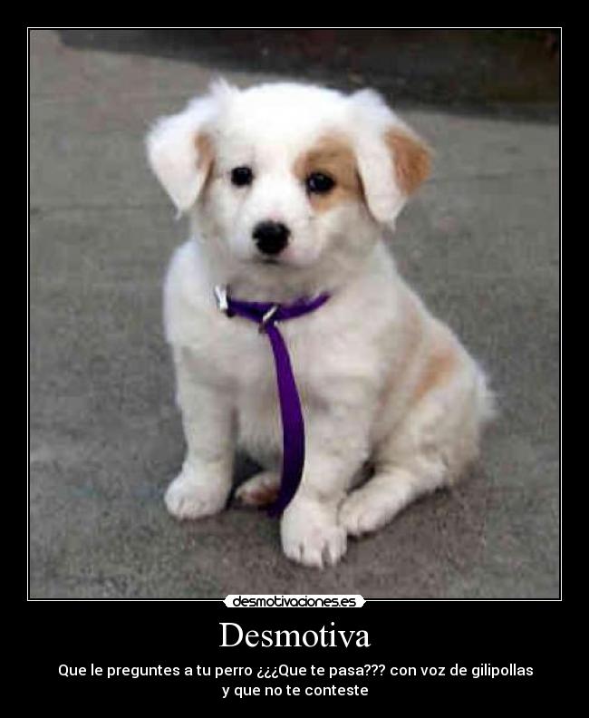 Desmotiva - Que le preguntes a tu perro ¿¿¿Que te pasa??? con voz de gilipollas
y que no te conteste