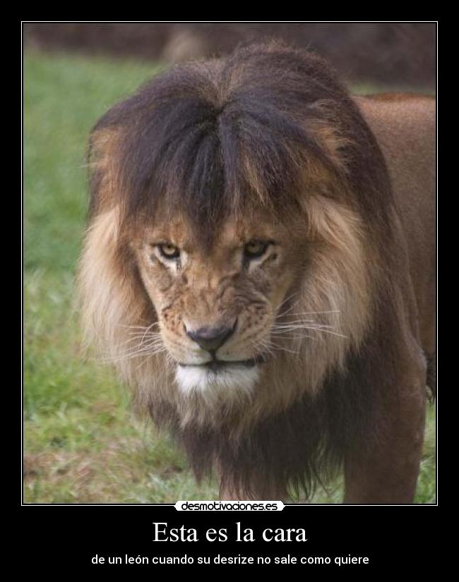 Esta es la cara - de un león cuando su desrize no sale como quiere