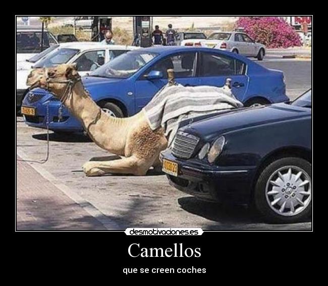 Camellos - que se creen coches