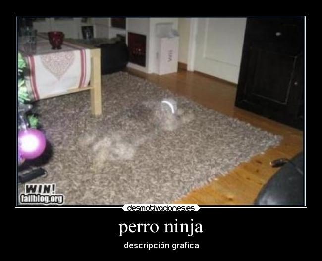 perro ninja -