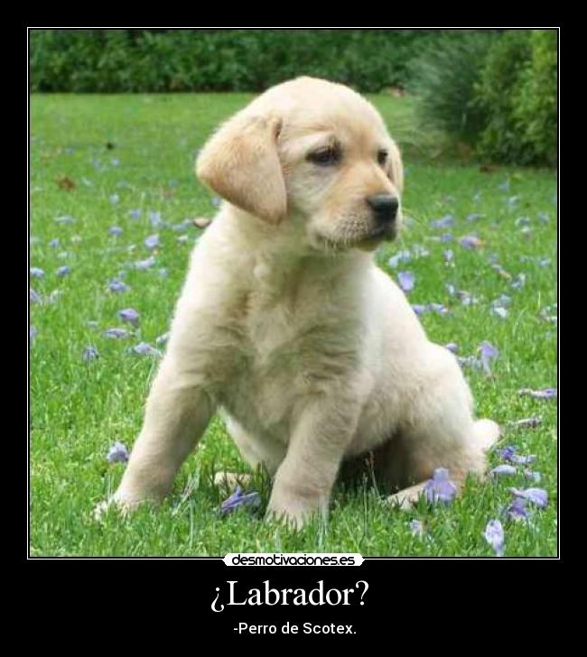 ¿Labrador? - -Perro de Scotex.