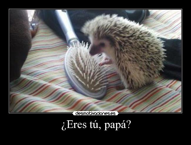 carteles papa padres animales cuquis erizo lol chucknorris98 verano 2011 playa walt_k principal desmotivaciones