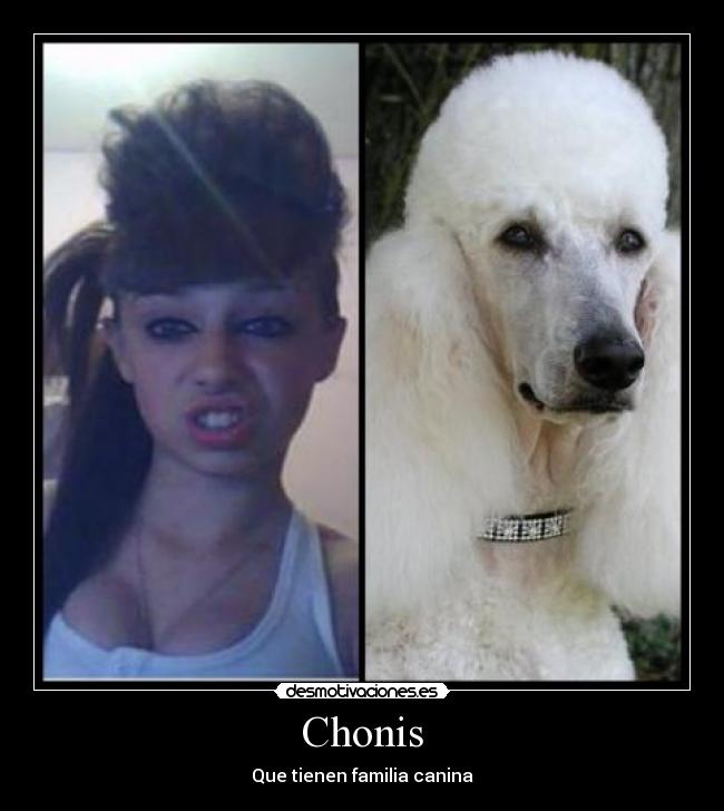 Chonis - Que tienen familia canina