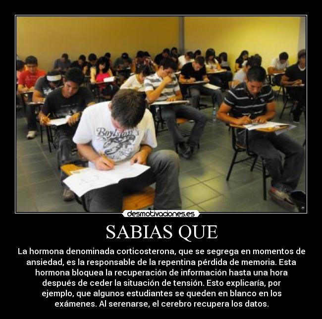SABIAS QUE - La hormona denominada corticosterona, que se segrega en momentos de
ansiedad, es la responsable de la repentina pérdida de memoria. Esta
hormona bloquea la recuperación de información hasta una hora
después de ceder la situación de tensión. Esto explicaría, por
ejemplo, que algunos estudiantes se queden en blanco en los
exámenes. Al serenarse, el cerebro recupera los datos.